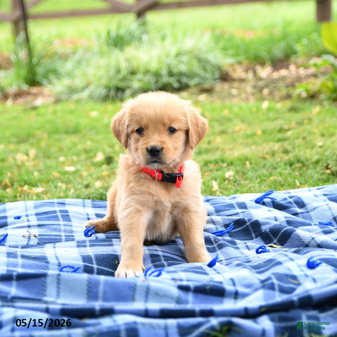 Golden Retriever dogs for sale: Cricket - Ad 2