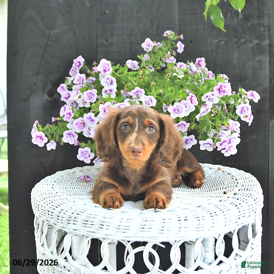Dachshund dogs Duke - Ad 1