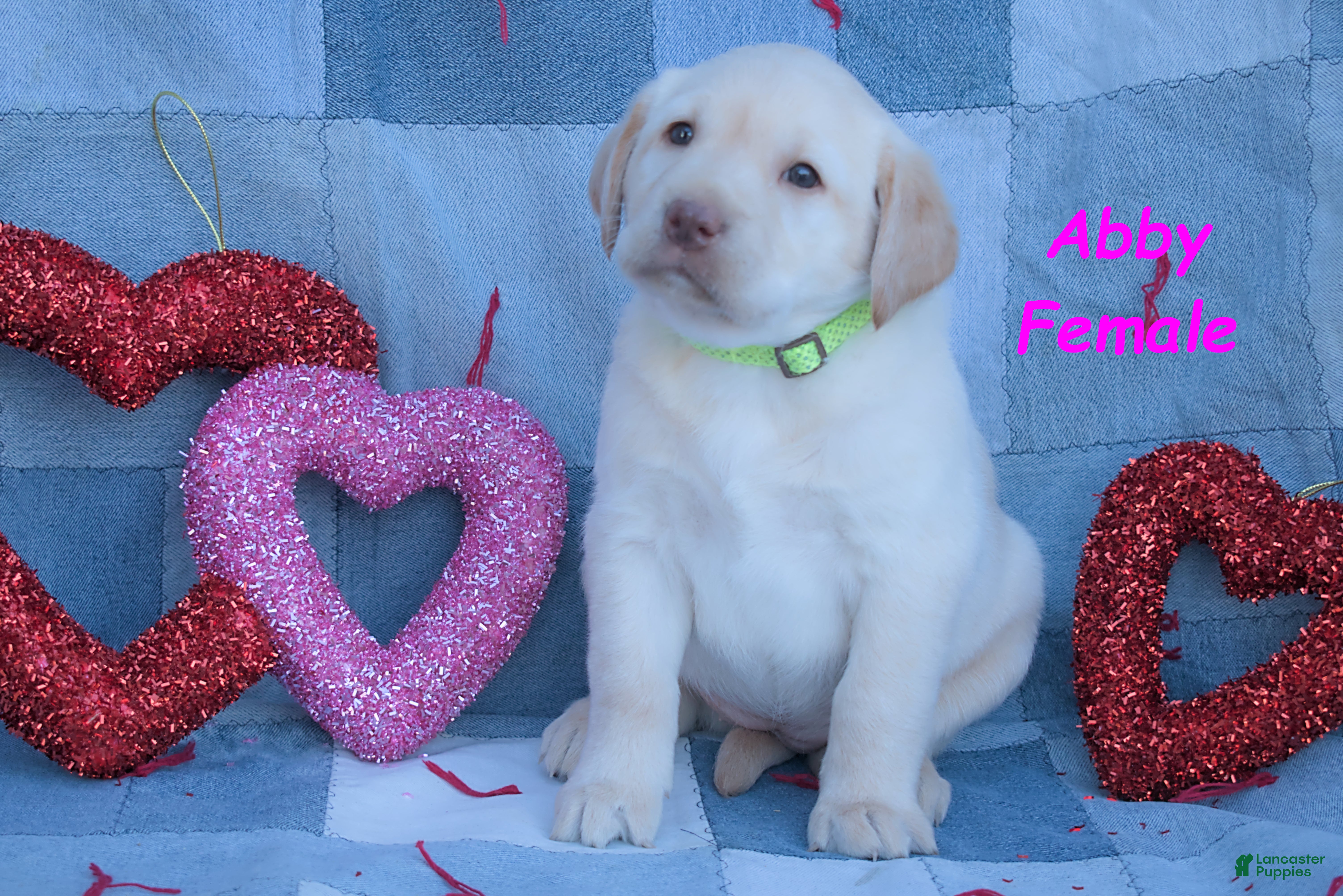 Labrador Retriever dogs Abby - Ad 3