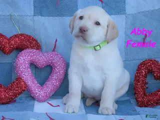 Labrador Retriever dogs Abby - Ad 3