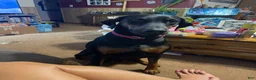 Doberman Pinscher dogs for sale: Doberman Pinscher 1 - Ad 5
