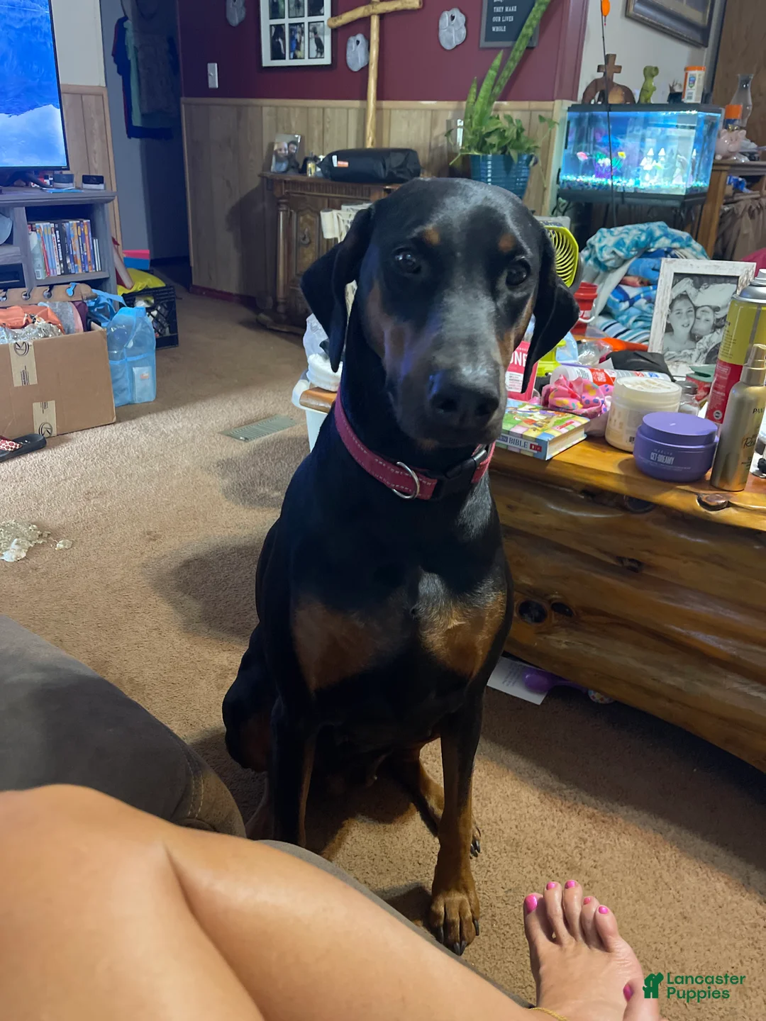 Doberman Pinscher dogs for sale: Doberman Pinscher 1 - Ad 5