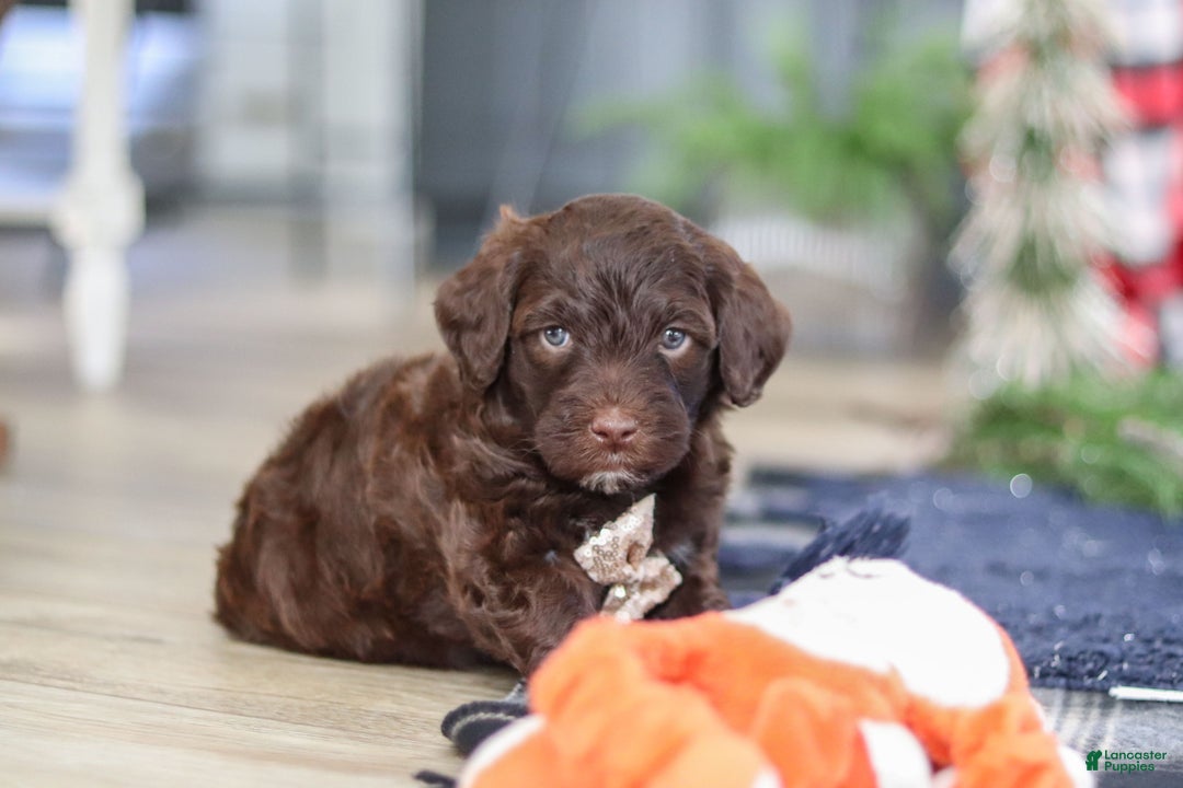 Portuguese Water Dog dogs for sale: Sonny - Ad 10