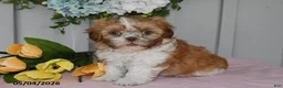 Shih Tzu dogs for sale: Daffadil - Ad 2