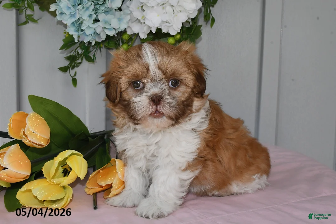 Shih Tzu dogs for sale: Daffadil - Ad 2