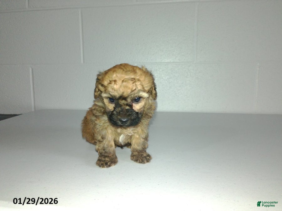 Yorkiepoo dogs Cody - Ad 1