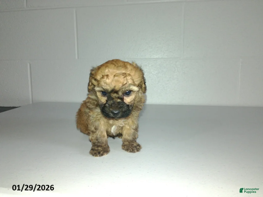 Yorkiepoo dogs for sale: Cody - Ad 2