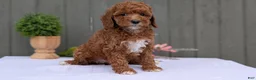 Miniature Poodle dogs for sale: Avery  - Ad 6