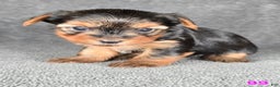 Yorkshire Terrier dogs for sale: 99 - Ad 15