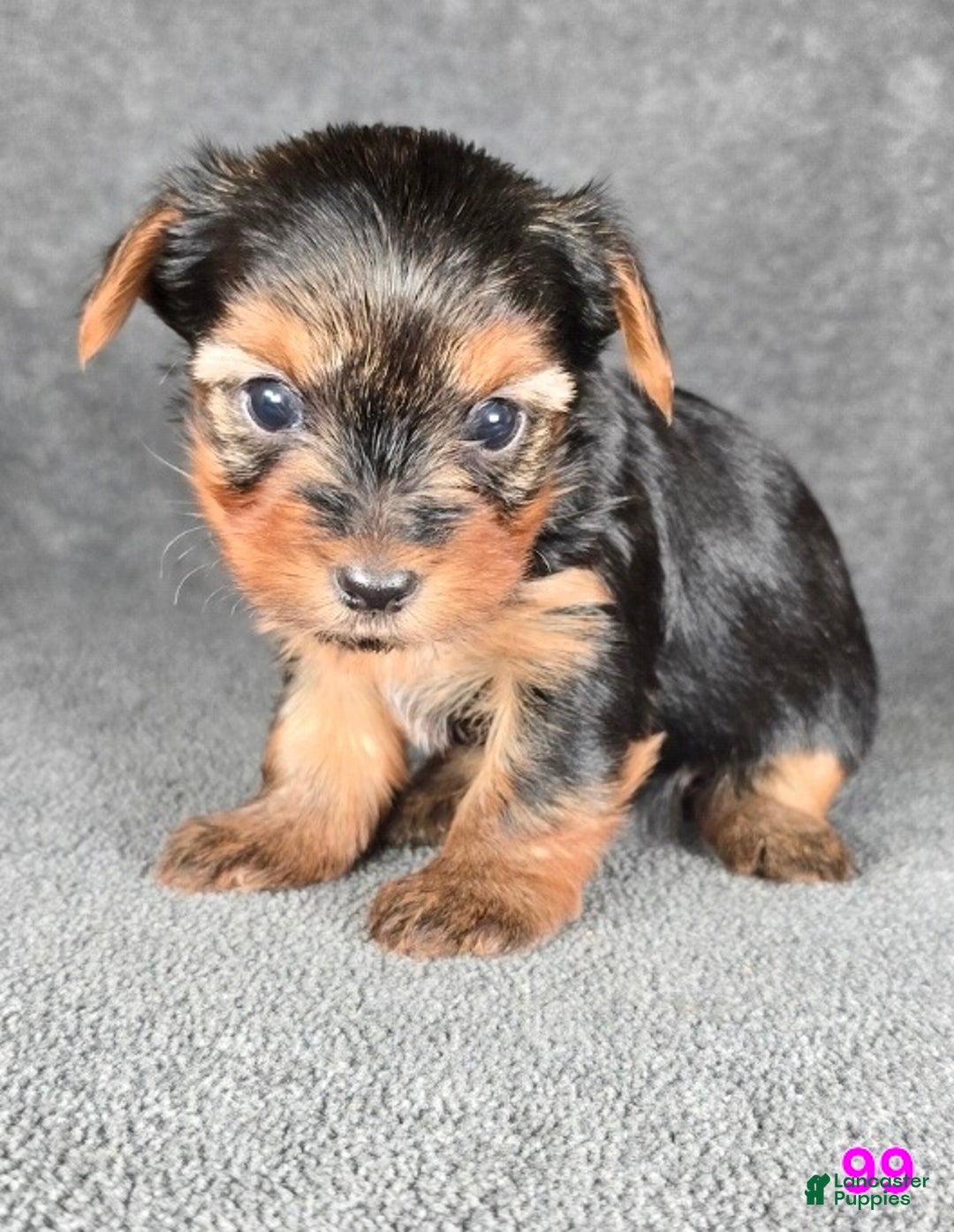 Yorkshire Terrier dogs for sale: 99 - Ad 15