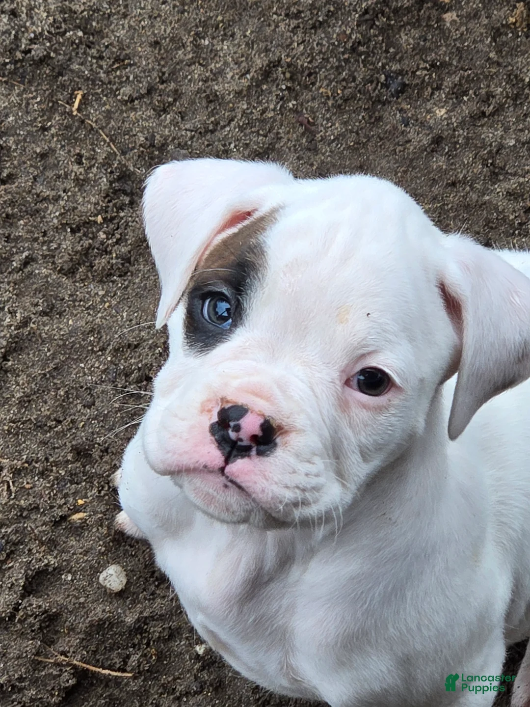 Boxer dogs for sale: Jimmy - Ad 14