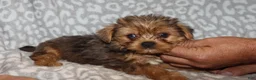 Miniature Dachshund dogs for sale: Coral - Ad 7