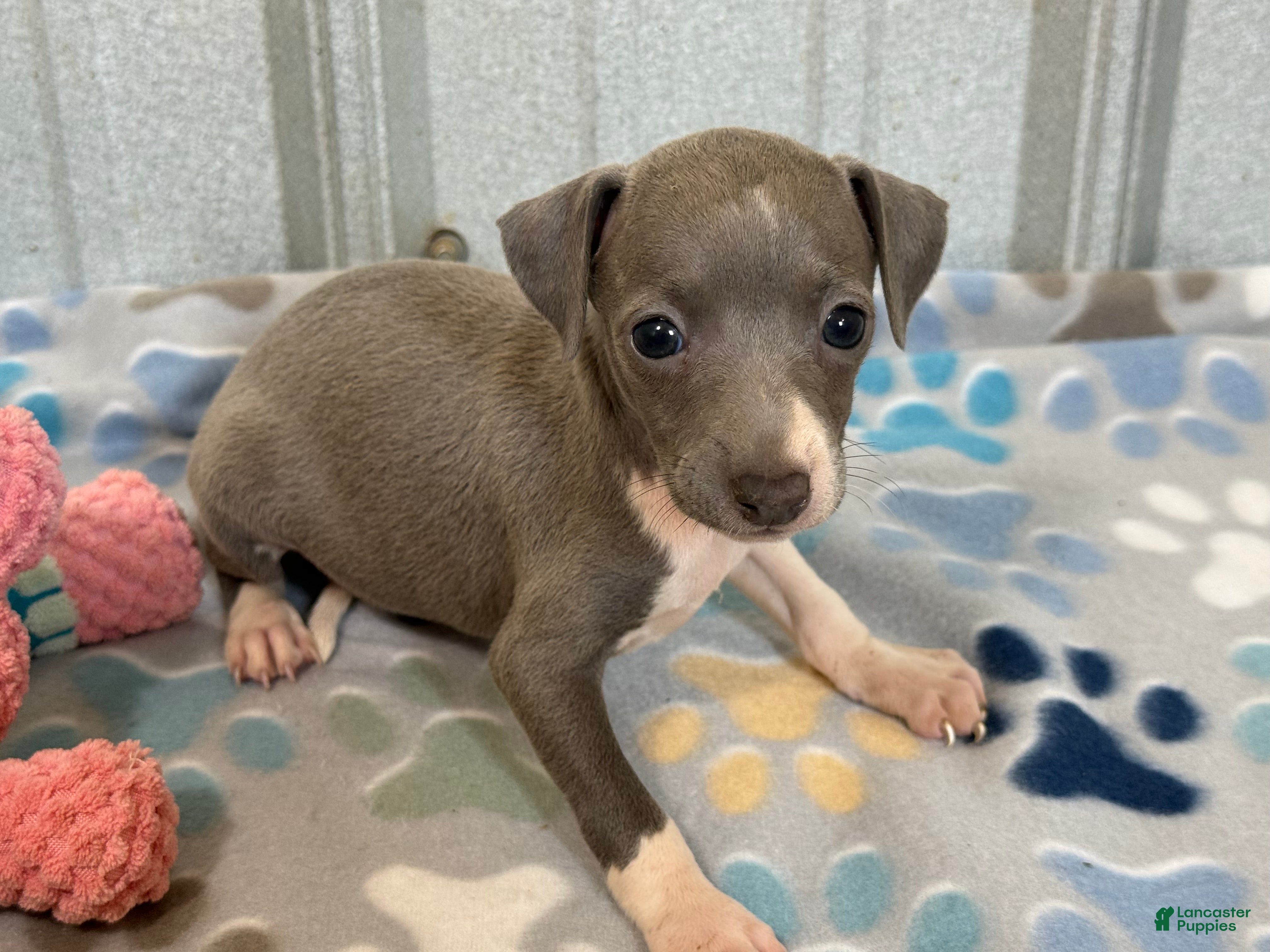 Italian Greyhound dogs Swan - Ad 1
