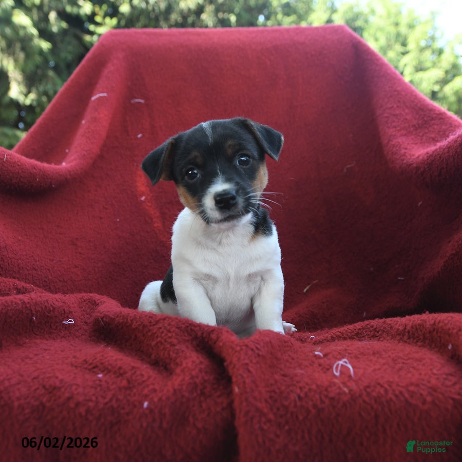 Jack Russell Terrier dogs Cookie - Ad 1