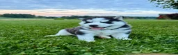 Siberian Husky dogs for sale: Billy - Ad 15