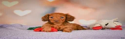 Dachshund dogs for sale: Rose - Ad 4