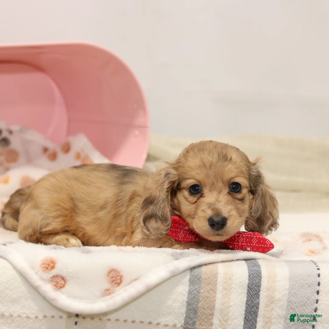 Miniature Dachshund dogs for sale: Goldie - Ad 2