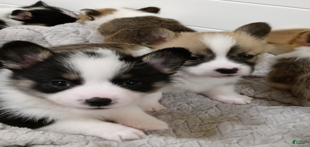 Gallery Image {{count}}