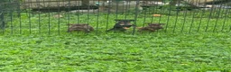 Miniature Pinscher dogs for sale: Miniature Pinscher Puppy 3 - Ad 4