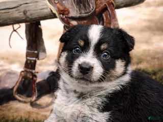 Mixed Breed dogs for sale: Mixed Breed Puppy 4 - Ad 1