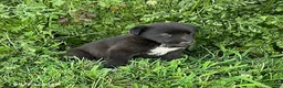 Mixed Breed dogs for sale: Lindsay - Ad 3