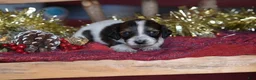 Dachshund dogs for sale: Princess - Ad 9