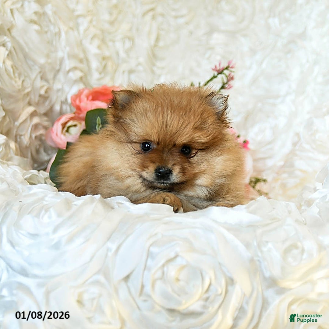 Pomeranian dogs for sale: Rain - Ad 4
