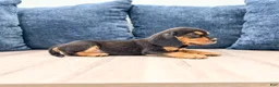 Beaglier dogs for sale: Falcon - Ad 5