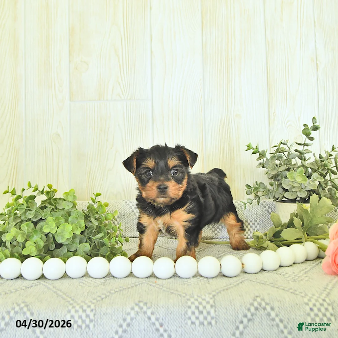Yorkshire Terrier dogs for sale: Duke - Ad 1