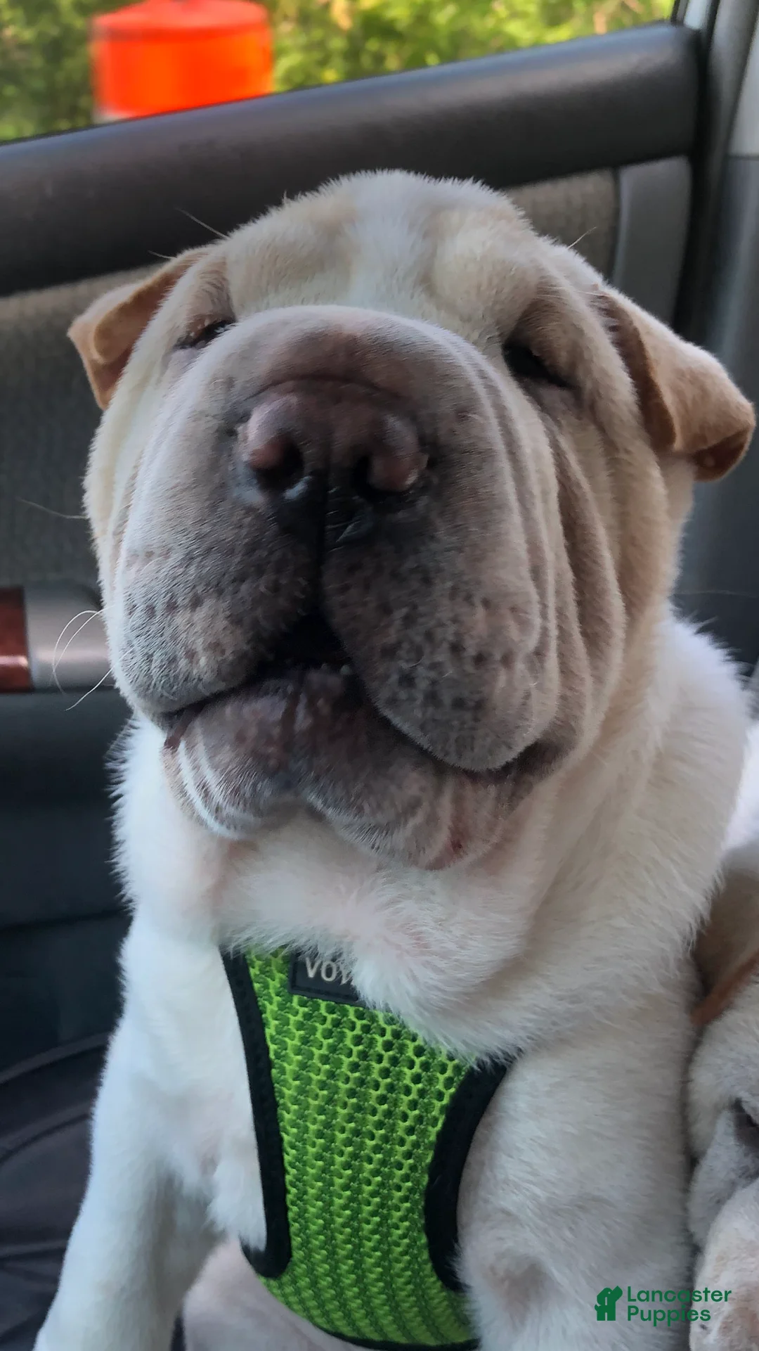 Shar Pei dogs for sale: Shar Pei Puppy 8 - Ad 2