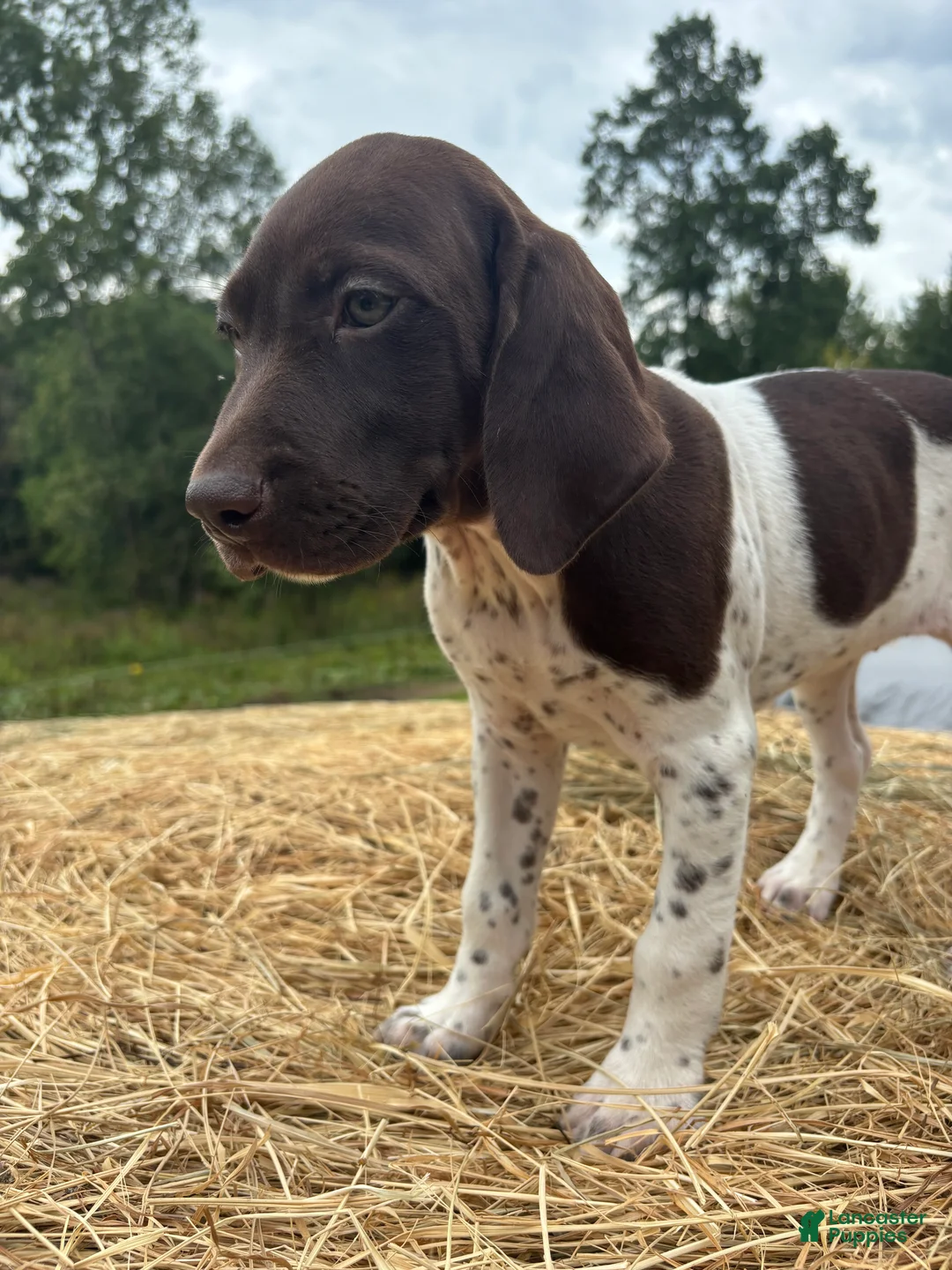 German Shorthaired Pointer dogs for sale: German Shorthaired Pointer 4 - Ad 2