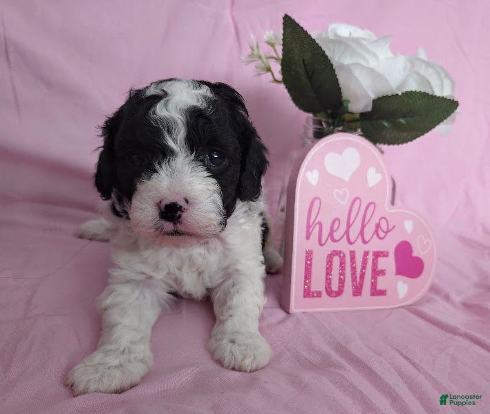 Cavapoo dogs Captain - Ad 1