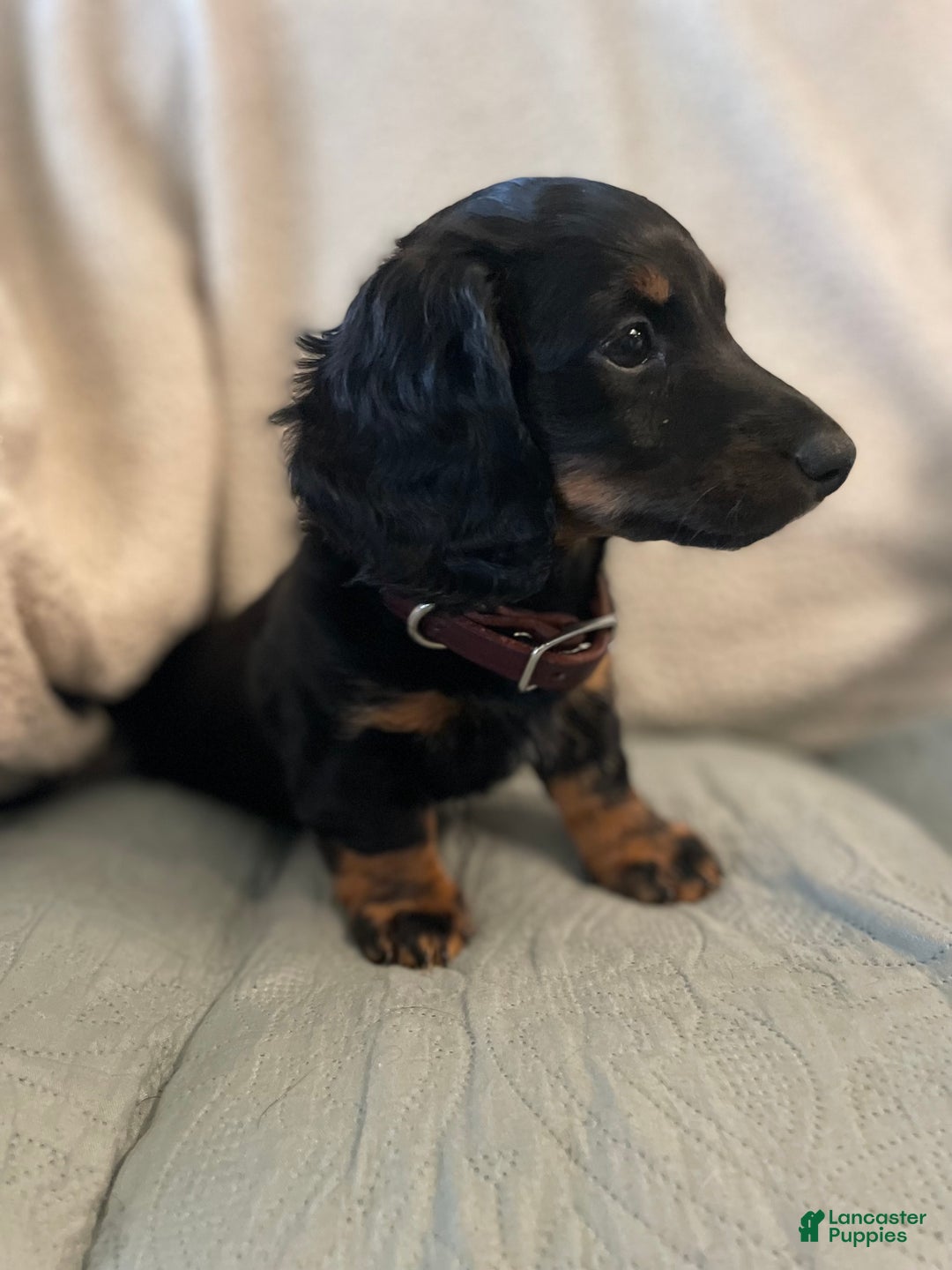 Miniature Dachshund dogs for sale: Millie - Ad 2
