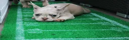 French Bulldog dogs for sale: French Bulldog 3 - Ad 5