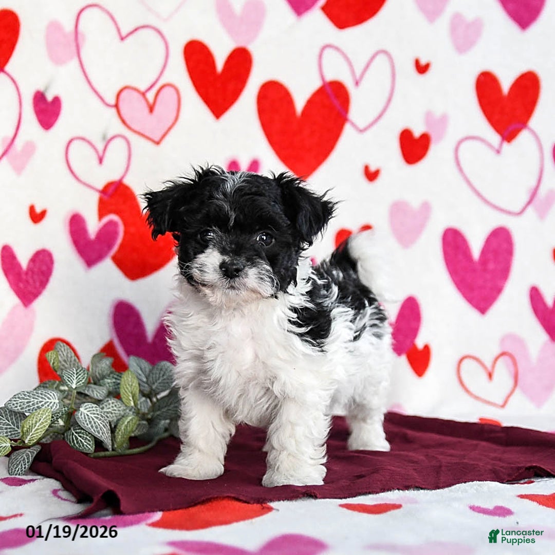 Yochon dogs for sale: Star - Ad 1