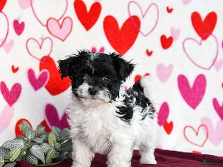 Yochon dogs Star - Ad 1