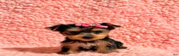 Yorkshire Terrier dogs for sale: Ella teacup  - Ad 2