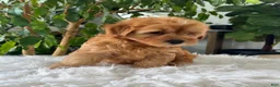 Mini Goldendoodle dogs for sale: Chico  - Ad 5