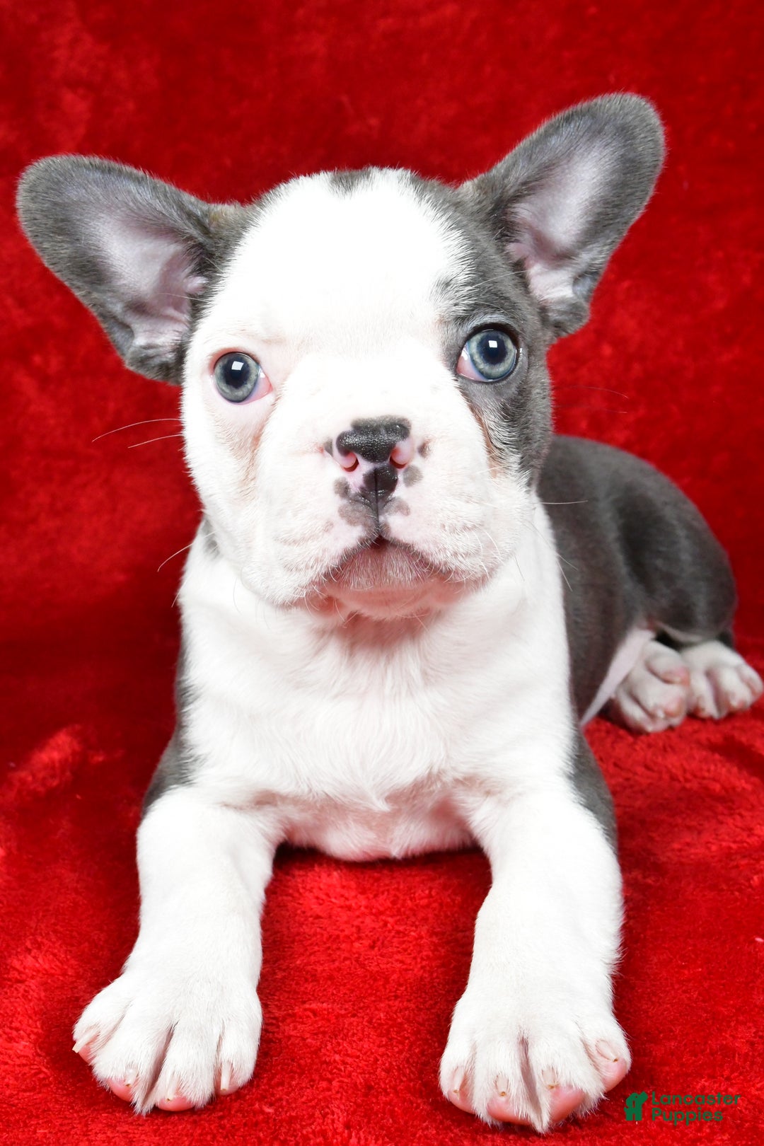 Boston Terrier dogs for sale: Ice - Ad 6