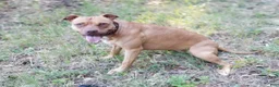 American Pit Bull Terrier dogs for sale: American Pit Bull Terrier 2 - Ad 4