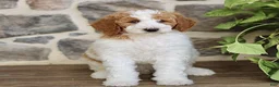 Goldendoodle dogs for sale: JR  - Ad 3