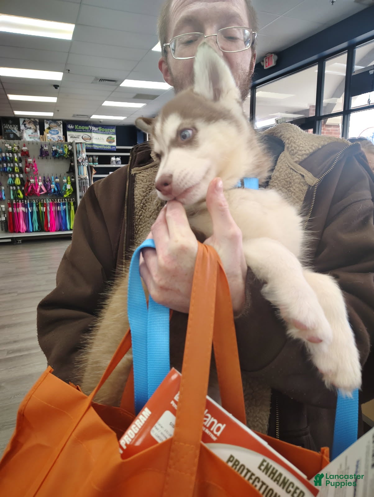 Siberian Husky dogs Smokey - Ad 2
