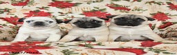 Pug dogs for sale: Crystal - Ad 5