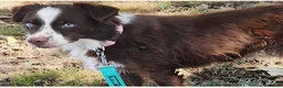 Miniature Australian Shepherd dogs for sale: Royal - Ad 2
