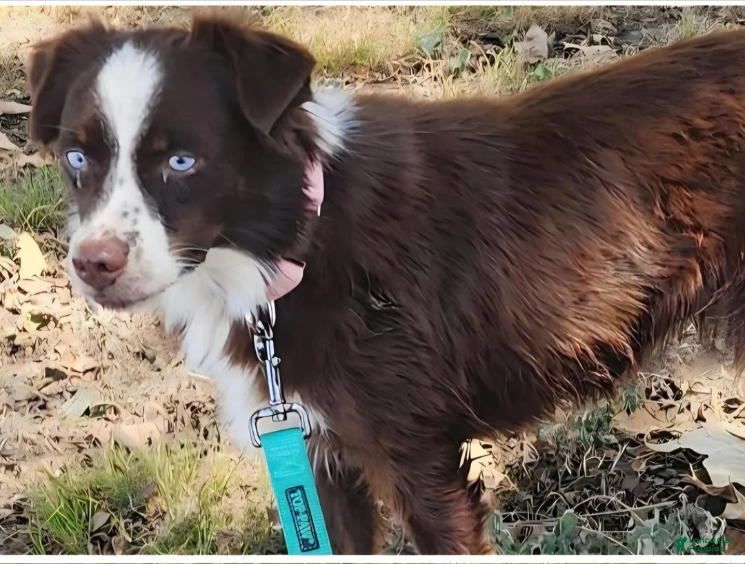 Miniature Australian Shepherd dogs for sale: Royal - Ad 2