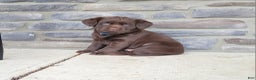 Labrador Retriever dogs for sale: Labrador Retriever Puppy 3 - Ad 1