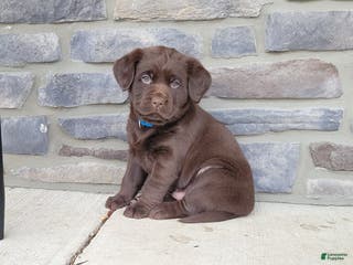 Labrador Retriever dogs for sale: Labrador Retriever Puppy 3 - Ad 3