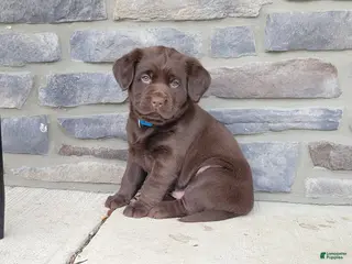 Labrador Retriever dogs Labrador Retriever Puppy 3 - Ad 3