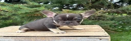 French Bulldog dogs for sale: Kiki - Ad 4