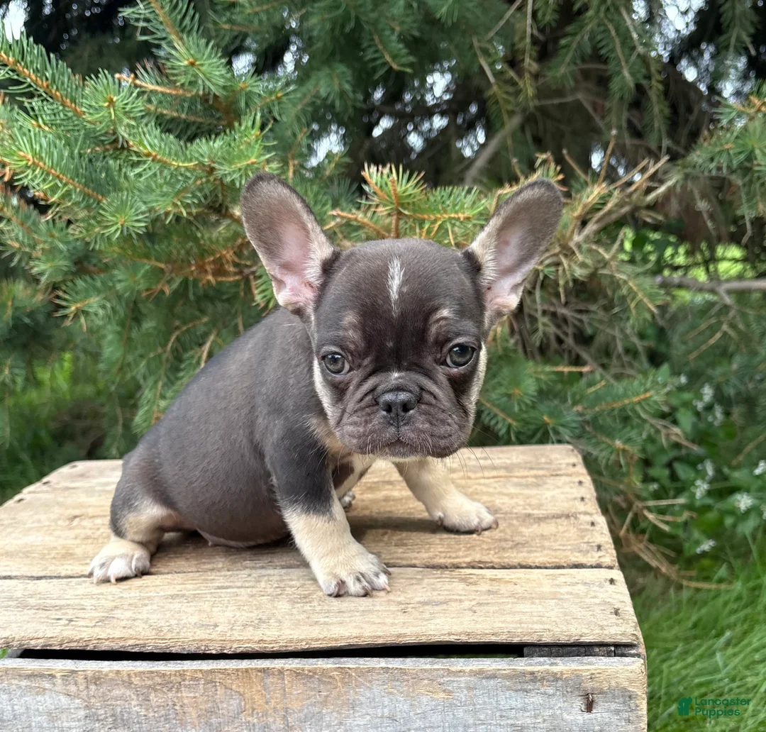 French Bulldog dogs for sale: Kiki - Ad 4
